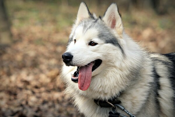 The husky dog is lying on the lawn