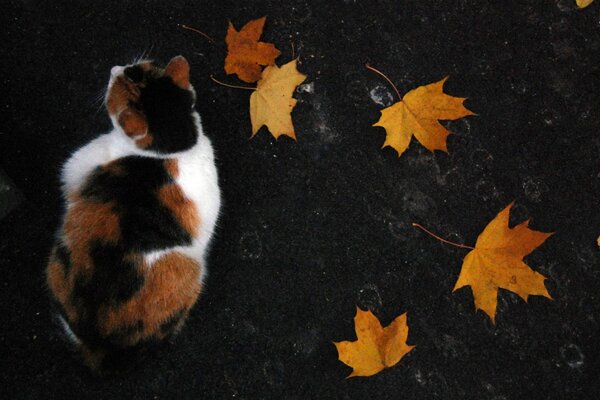 Contrast of cat , earth and autumn leaves