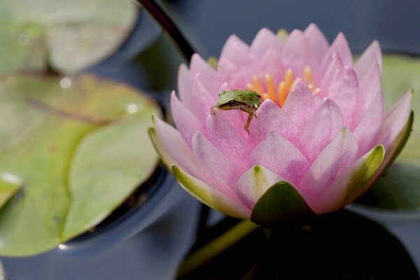 Ein Frosch sitzt auf einer rosa Seerose