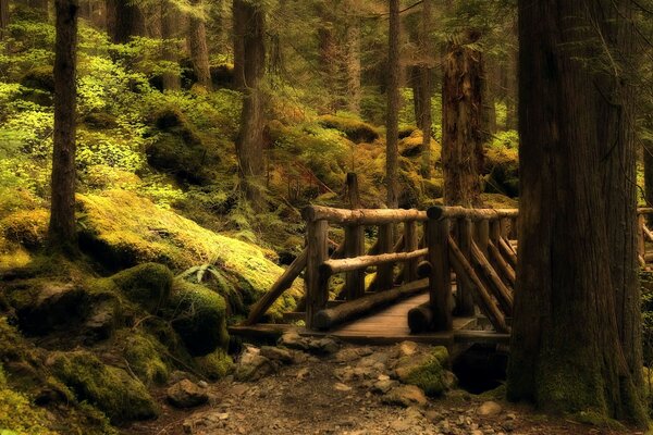 Ponte di legno sul burrone nella foresta