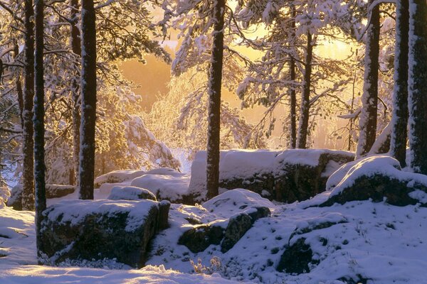 Neige dans la forêt sur les comnes