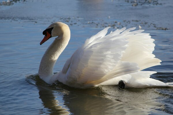 Un cisne fugitivo flotando en el lago