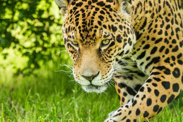 Jaguar hunts in the meadow