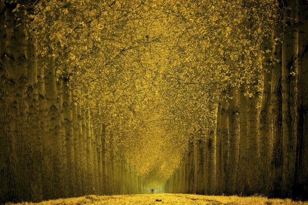 Ruelle d automne dorée dans la forêt