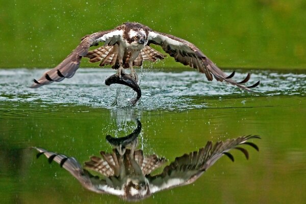 Орел на охоте пролетает над водой ловит рыбу