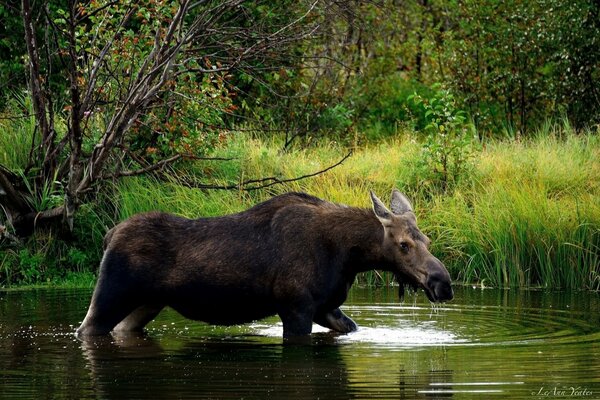 Alce nel fiume vicino alla foresta