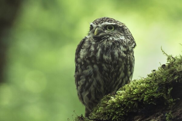 A little owl is sitting on a tree