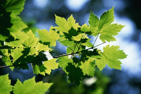 A branch of a green maple tree against the sky