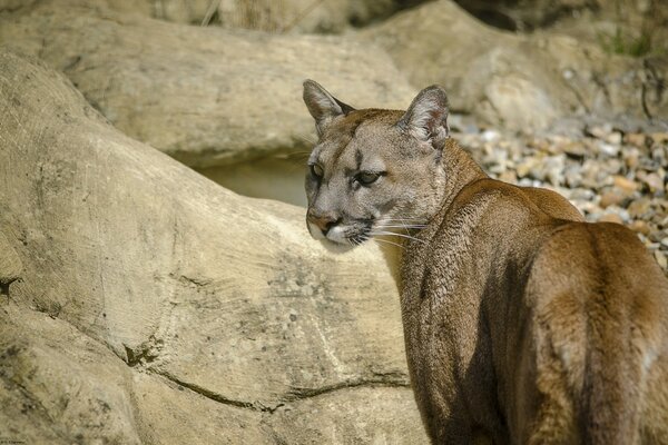 Puma auf dem Hintergrund der Felsen