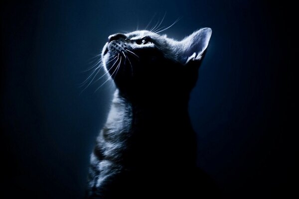 Mondlicht, Katze in der Nacht gestreift
