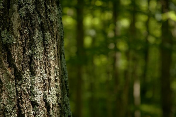 Tree bark in the forest in summer