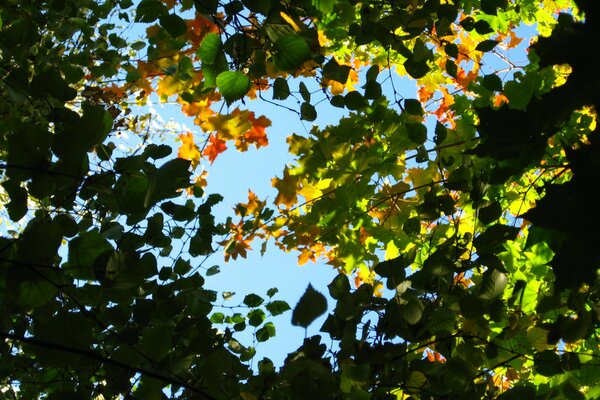 Jesienne liście na gałęziach na niebie