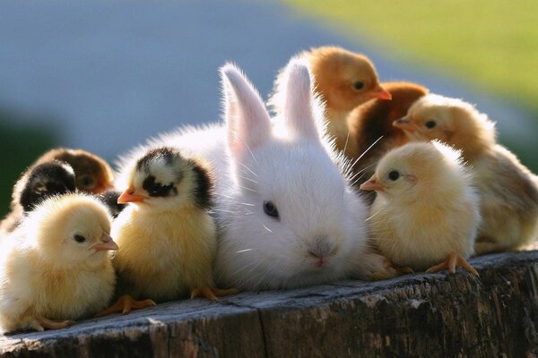 Friendship of a hare and chickens