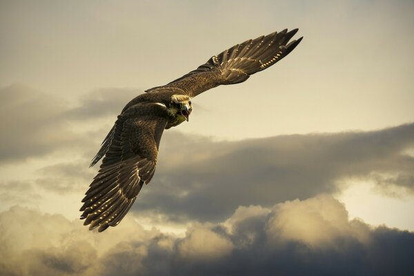 Oiseau planant dans le ciel et à la recherche de sa proie