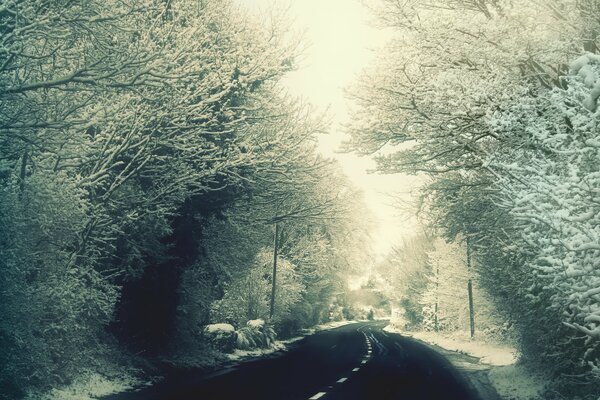 Snow on the trees by the road