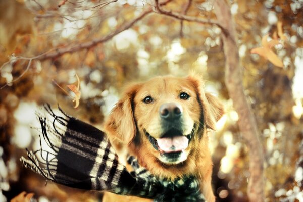 Golden Retriever en écharpe en automne