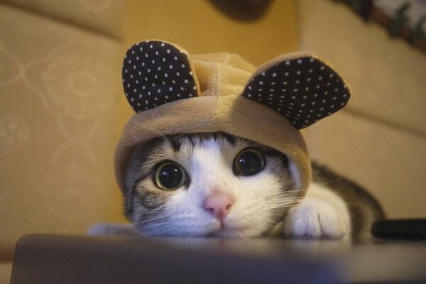 Mimish gatto in un cappello