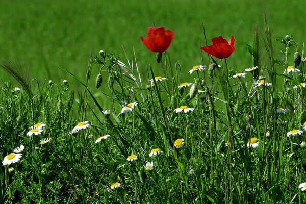 Summer meadow flowers among lush green foliage