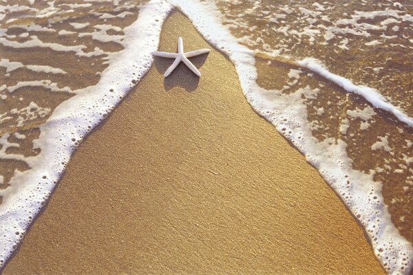 Морская звезда лежит на берегу моря