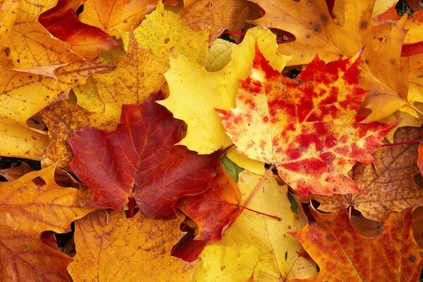 Autumn yellow and orange leaves