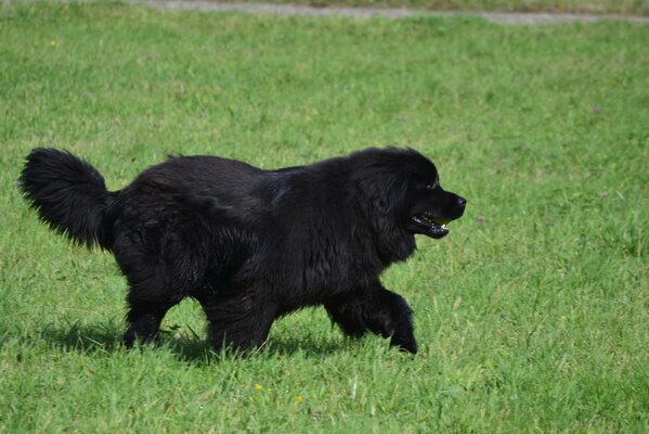 A Newfoundland dog runs across the lawn