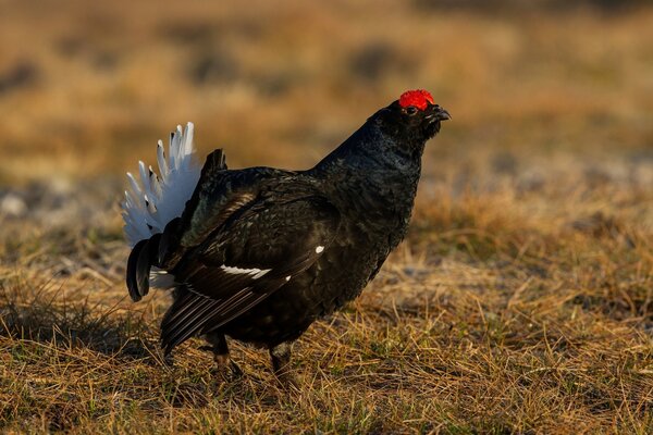 Pequeña polla negra con cresta roja