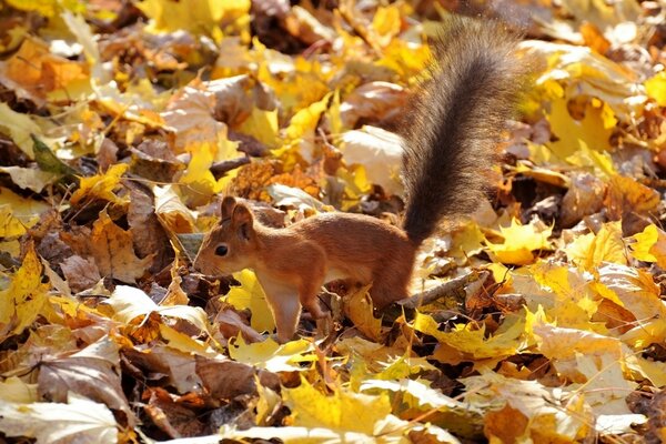 Eichhörnchen mit flauschigem Schwanz im Herbstlaub