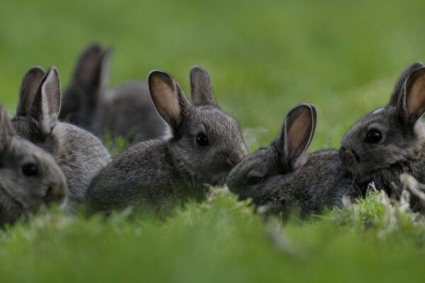 Kids on walks bunnies