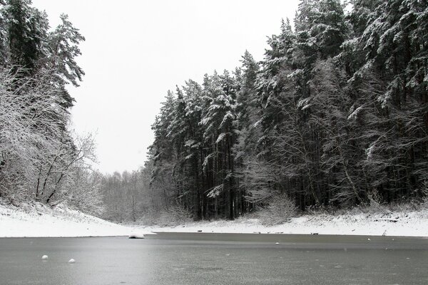 Winter-Pinienwald neben dem Teich