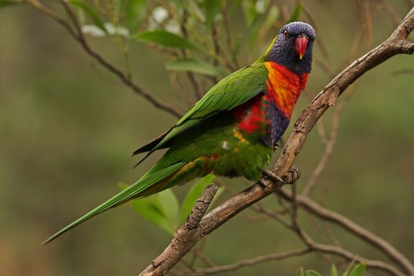 Loro, loriquete multicolor sentado en una rama