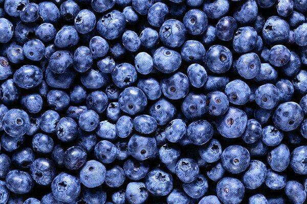 Alle lieben Blaubeeren, sie sind sehr schwärzer als die Nacht