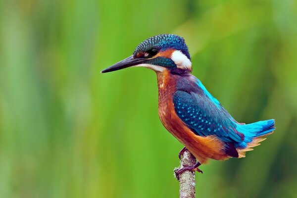 An ordinary kingfisher sits on a branch