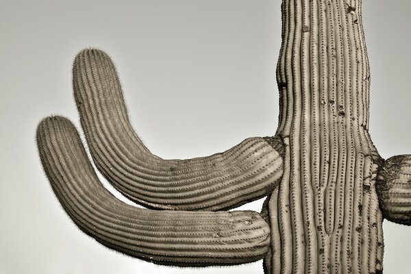 Cactus. Desert. Prickly plants