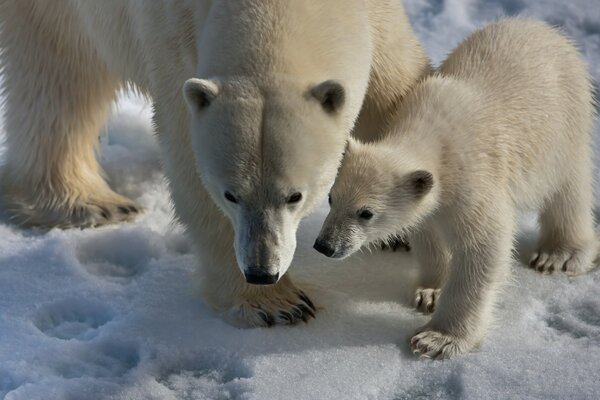 Oso con oso blanco en la nieve