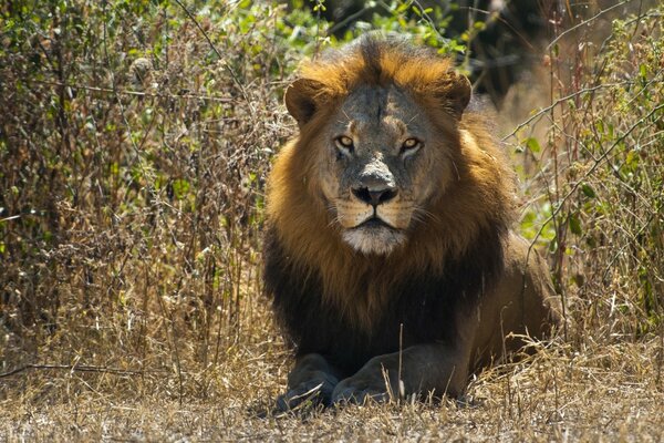 The King of beasts looks into the distance