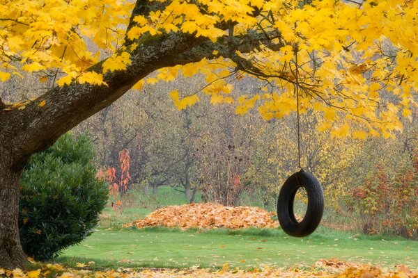 Swing wheel on a tree in autumn