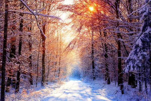 Matin d hiver. La lumière du soleil se fraye un chemin à travers les arbres