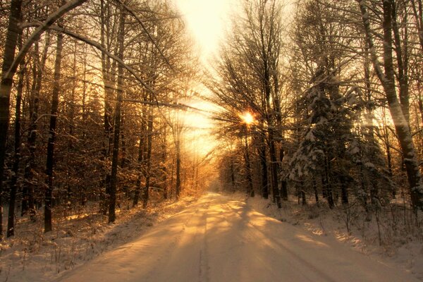 Bosque de invierno al atardecer. Árboles sin follaje