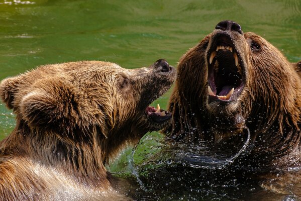 Bataille des ours bruns dans l eau