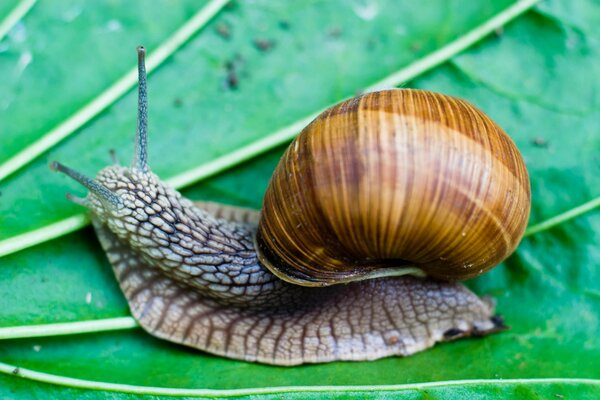 Un enorme Caracol se arrastra sobre una hoja de uva