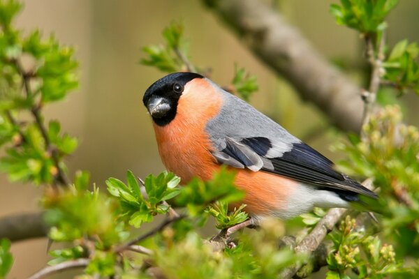 Bullfinch on a green branch