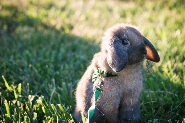 Rabbit home for a walk