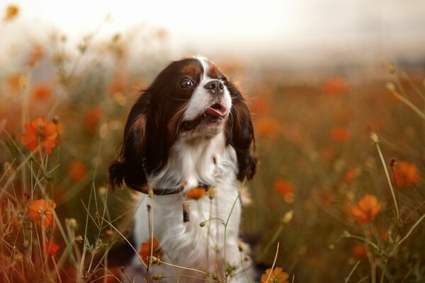 Kleiner Hund tummelt sich auf dem Feld mit Mohnblumen