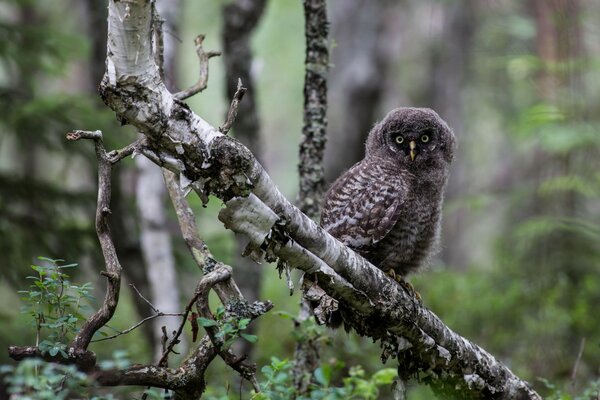 Graue Eule sitzt auf einem Ast im Wald