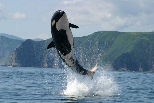 Killer whale splashes in the ocean against the background of mountains