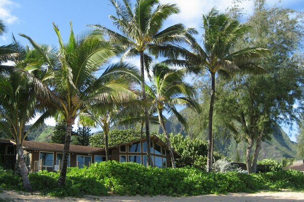 Maison d été sur la plage avec des palmiers