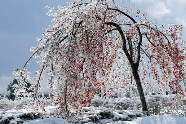 Красные ягоды на заснеженном дереве