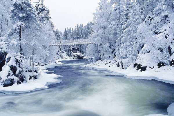 Árboles cubiertos de nieve. Puente colgante