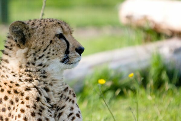 Gepard z profilu na łonie natury