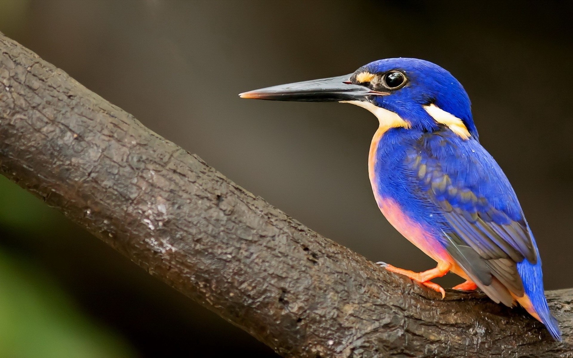 schnabel vögel eisvogel